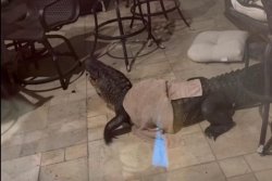 Alligator puts up fight on Louisiana couple's enclosed porch