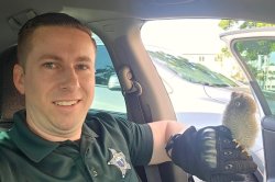 Baby screech owl rescued from busy Florida parking lot