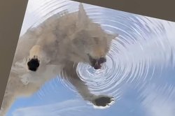 Coyote drinks from Los Angeles salon's skylight