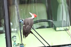 'Ferocious' woodpecker damages 25 vehicles in Massachusetts town