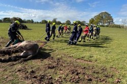 Firefighters hoist horse from 5-foot ditch