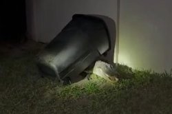 Florida man traps alligator in a trash can