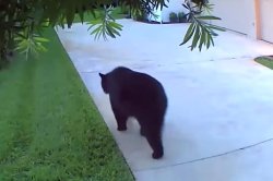 Florida woman, dog escape bear thanks to bag of cookies