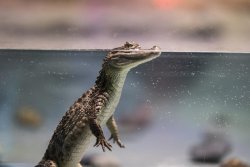 Freshwater crocodile found far from home in Australia