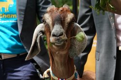 Loose goat evades pursuing police in Georgia
