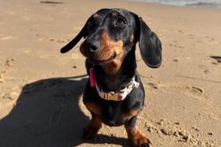 Mini dachshund spotted 16 months after disappearance on Australian island