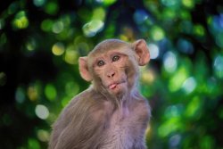 Monkey sightings reported in Florida neighborhood