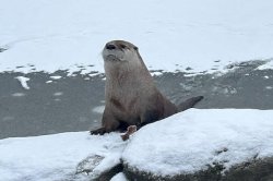 One fugitive otter captured in Wisconsin, one still missing