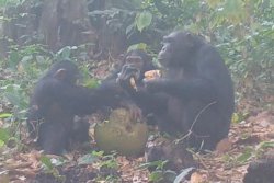 Party animals: Chimpanzees caught on camera sharing alcoholic fruit