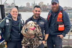 Small dog plucked out of 'ruff waters' of New York's East River