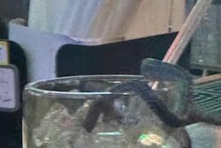 Snake falls from restaurant ceiling, lands in diner's margarita