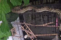 Snake handler rescues pet bird from hungry python