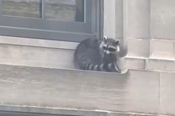 Stranded raccoon rescued from building ledge in West Virginia