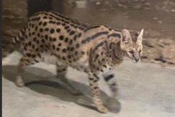 Suspected serval captured wandering loose in Ohio