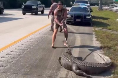 Trapper wrestles alligator on Florida highway median