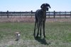 World's tallest and shortest dogs have puppy playdate in Idaho