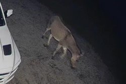 Zebra-donkey hybrid caught on camera after escape from Michigan farm